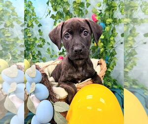 Catahoula Leopard Dog-Coonhound Mix Dogs for adoption in Bryant, AR, USA