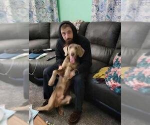 Weimaraner Dogs for adoption in Uwchlan, PA, USA