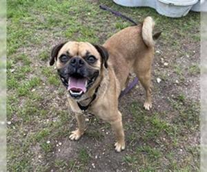 Pug-Unknown Mix Dogs for adoption in San Antonio, TX, USA