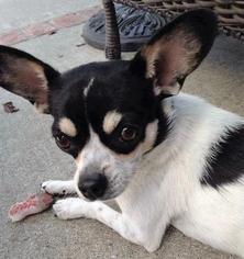 Rat Terrier Dogs for adoption in Oakley, CA, USA