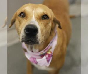 Mutt Dogs for adoption in San Antonio, TX, USA