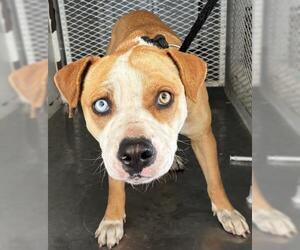 Mutt Dogs for adoption in Bakersfield, CA, USA