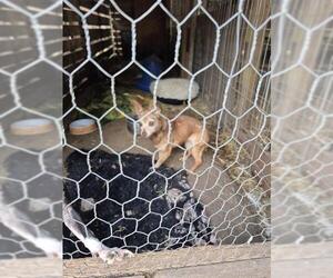 Chihuahua-Unknown Mix Dogs for adoption in San Antonio, TX, USA