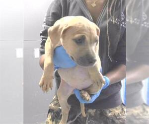 American Staffordshire Terrier-Unknown Mix Dogs for adoption in Tallahassee, FL, USA