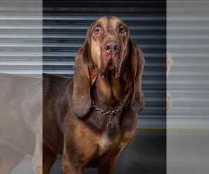 Bloodhound Dogs for adoption in Miami, FL, USA