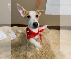 Pharaoh Hound-Unknown Mix Dogs for adoption in Tulsa, OK, USA
