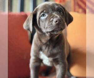 Labrador Retriever-Unknown Mix Dogs for adoption in San Diego, CA, USA