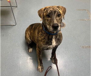 Plott Hound Dogs for adoption in Denver, CO, USA