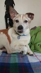 Jack Russell Terrier Dogs for adoption in Livonia, MI, USA