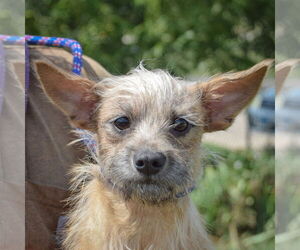 Dachshund-Unknown Mix Dogs for adoption in Huntley, IL, USA