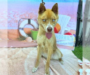 Siberian Husky-Unknown Mix Dogs for adoption in Long Beach, CA, USA