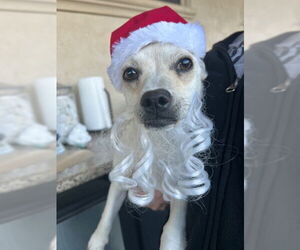 Chihuahua-Unknown Mix Dogs for adoption in Sacramento , CA, USA