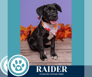 Labrador Retriever-Unknown Mix Dogs for adoption in Kimberton, PA, USA