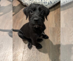 Labrador Retriever-Unknown Mix Dogs for adoption in The Woodlands, TX, USA