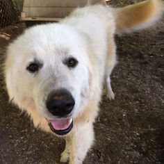 Great Pyrenees Dogs for adoption in Rutherfordton, NC, USA