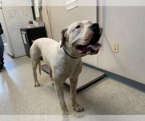 Dogo Argentino-Unknown Mix Dogs for adoption in Visalia, CA, USA