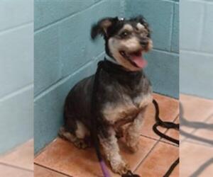 Mutt Dogs for adoption in Downey, CA, USA