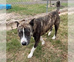 Labrador Retriever-Plott Hound Mix Dogs for adoption in Conroe, TX, USA