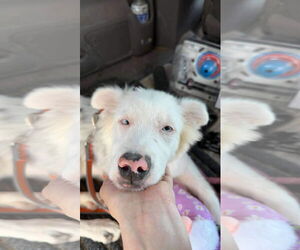 Australian Shepherd Dogs for adoption in Cedar Crest, NM, USA