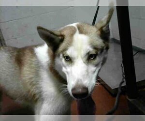 Siberian Husky Dogs for adoption in Atlanta, GA, USA