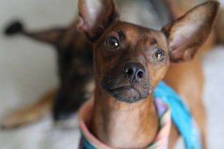 Miniature Pinscher Dogs for adoption in Gulfport, MI, USA