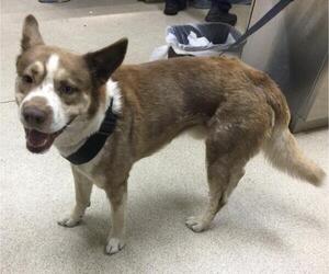 Siberian Husky-Unknown Mix Dogs for adoption in Riverside, CA, USA