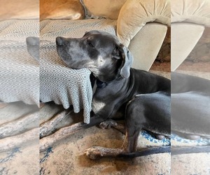 Great Dane Dogs for adoption in Fultonham, NY, USA