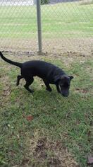 Mutt Dogs for adoption in Seminole, OK, USA