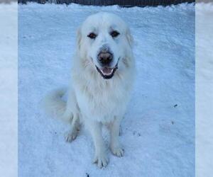 Great Pyrenees Dogs for adoption in Frisco, CO, USA