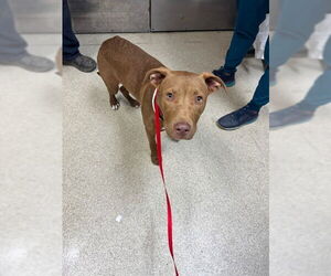 Mutt Dogs for adoption in Riverside, CA, USA