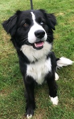 Bordernese Dogs for adoption in Seattle, WA, USA
