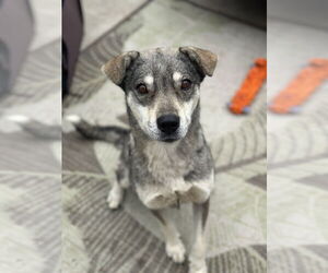 Norwegian Elkhound-Unknown Mix Dogs for adoption in Newport Beach, CA, USA