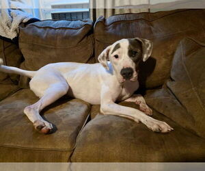 American Staffordshire Terrier-Unknown Mix Dogs for adoption in Brewster, NY, USA