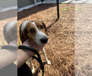 Mutt Dogs for adoption in Hilton Head, SC, USA