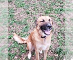 Golden Pyrenees Dogs for adoption in House Springs, MO, USA