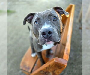 American Staffordshire Terrier Dogs for adoption in Long Beach, CA, USA