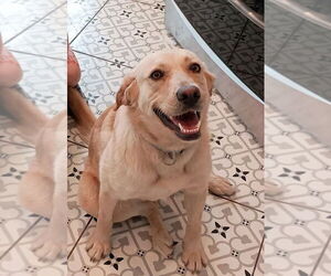 Mutt Dogs for adoption in Salt Lake City, UT, USA