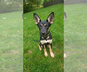 German Shepherd Dog-Unknown Mix Dogs for adoption in Duluth, MN, USA