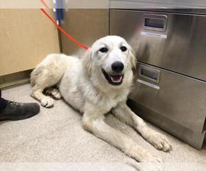 Great Pyrenees Dogs for adoption in Riverside, CA, USA