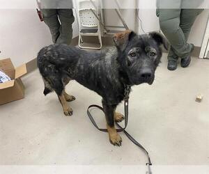 German Shepherd Dog-Unknown Mix Dogs for adoption in McKinleyville, CA, USA