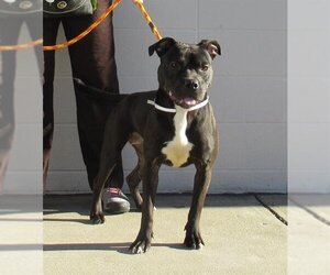 American Pit Bull Terrier Dogs for adoption in Louisville, KY, USA