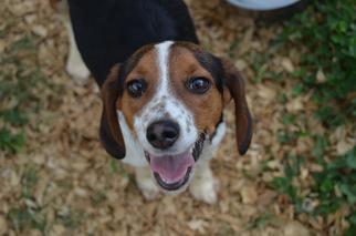 Beagle-Unknown Mix Dogs for adoption in Huntsville, AL, USA
