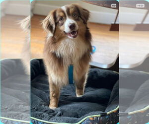 Australian Shepherd Dogs for adoption in Rustburg, VA, USA