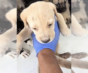 Labrador Retriever Dogs for adoption in Houston, TX, USA