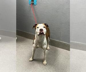 American Pit Bull Terrier-Unknown Mix Dogs for adoption in Las Vegas, NV, USA