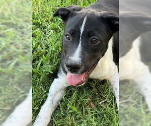 Mutt Dogs for adoption in Denton, TX, USA