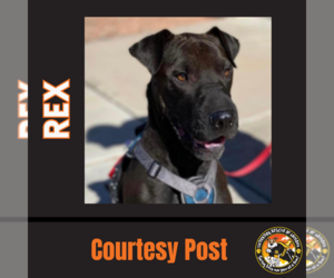 Bull Terrier-Chinese Shar-Pei Mix Dogs for adoption in Chandler, AZ, USA