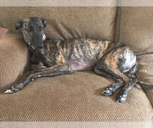 Greyhound-Whippet Mix Dogs for adoption in Richardson, TX, USA