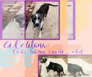 Labrador Retriever-Unknown Mix Dogs for adoption in Franklinton, LA, USA