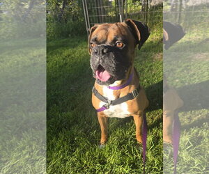 Boxer Dogs for adoption in Stanwood, WA, USA